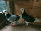 Pigeons