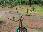 Bonsai Plant