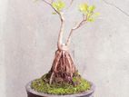 Bonsai Plant