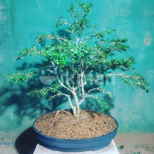 Bonsai Blue Bell Tree in Homagama ikman