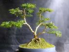 Bonsai Blue Bell Tree