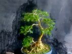 Bonsai Blue Bell Tree