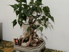 Bonsai Bo Tree (ficus Religosa )