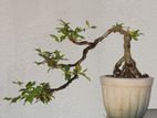 Bonsai - Bonnet Cherry