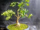 Bonsai Plant