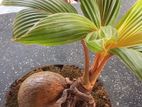 Bonsai Coconut Plant