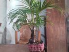 Bonsai Coconut Tree