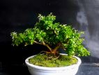 Bonsai Desmodium Tree