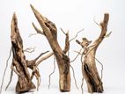 Bonsai Driftwoods
