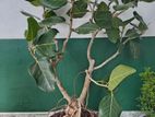 Bonsai Pot