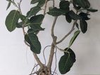 Bonsai
