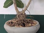 Bonsai Plant