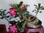 Bonsai Plants