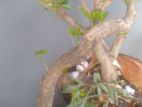 Bonsai Pot