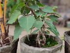 Bonsai Plants