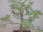 Bonsai Plant