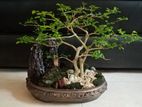 Bonsai tree