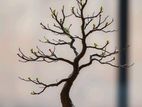 Bonsai Plant