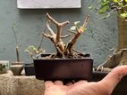 Bonsai Plant