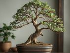Bonsai Plants