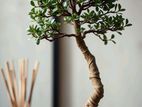 Bonsai Plant