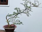 Bonsai Plants