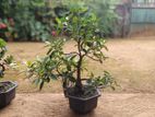 Bonsai Plants