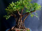 Bonsai Golden Fecus Tree