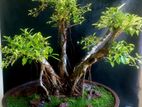 Bonsai Plant