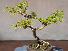 Bonsai - Heenthambala Plant