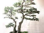 Bonsai Plant