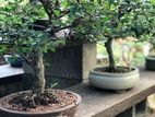 Bonsai Plant