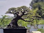 Bonsai Plant