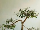 Bonsai Kubuk Tree