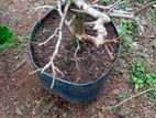 Bonsai Kubuk Tree