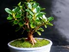 Bonsai Panda Fecus Tree