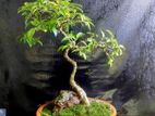 Bonsai plant