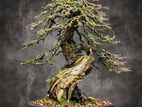 Bonsai