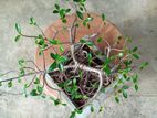 Bonsai Plant