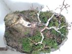 Nuga Bonsai Plant