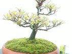 Bonsai Plant