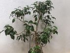 Bonsai Plant