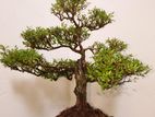 Bonsai Plant