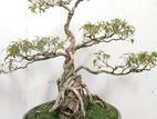 Bonsai Plant