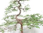 Bonsai Plant