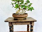 Bonsai Plant