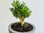 Bonsai Plant