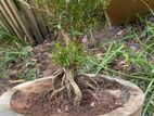 Bonsai Plant