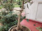 Bonsai Plant