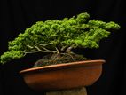 Bonsai Plants
